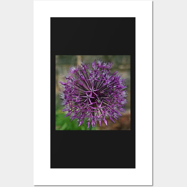 Allium Wall Art by RedHillDigital